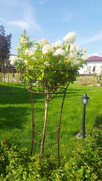 Опора для гортензии "Ваза"