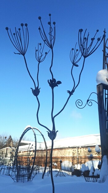 Анемона кованая