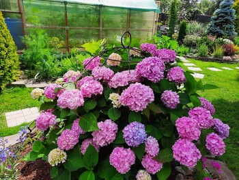 Клетка для роз (2)