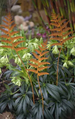 Садовое украшение "Папортник"